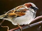 SPARROW: CTR-A Lesson 8, poem God Is Watching Over All, gospelgrabbag.com